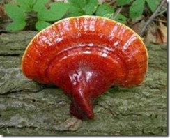 ganoderma lucidum contra diabetes y enfermedades tiroideas en