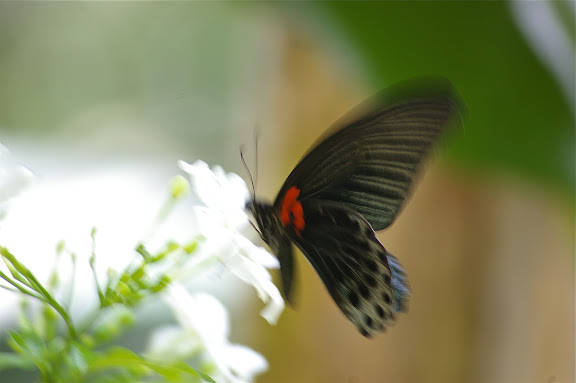 Papilio memnon memnon LINNAEUS, 1758, mâle. Pulau Manukan (Sabah), 20 août 2011. Photo : J.-M. Gayman