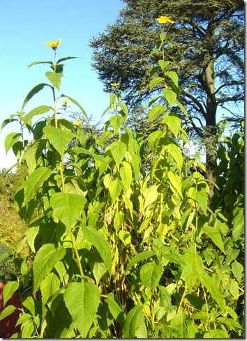 Jerusalem Artichoke Plants