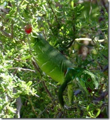 Iguana at our site