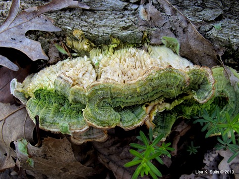 algae polypore turning over 2