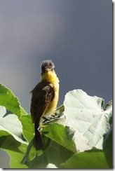 Mountain Yellow Warbler