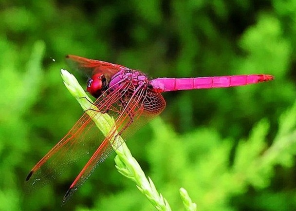 Pink Dragonflies 03
