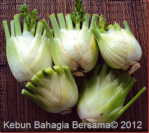 florence fennel