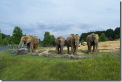 2011.07.26-042 éléphants