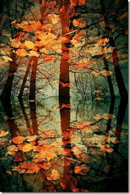 Fall Leaves Reflection