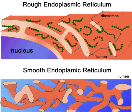 Structure of the rough and smooth endoplasmic reticulum Illustrations