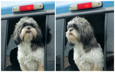 doggie in window collage.jpg