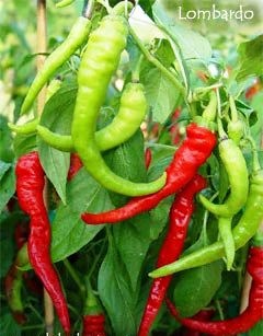 [PepperLombardo2.jpg]