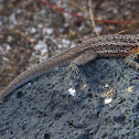 San Cristóbal Lava Lizard