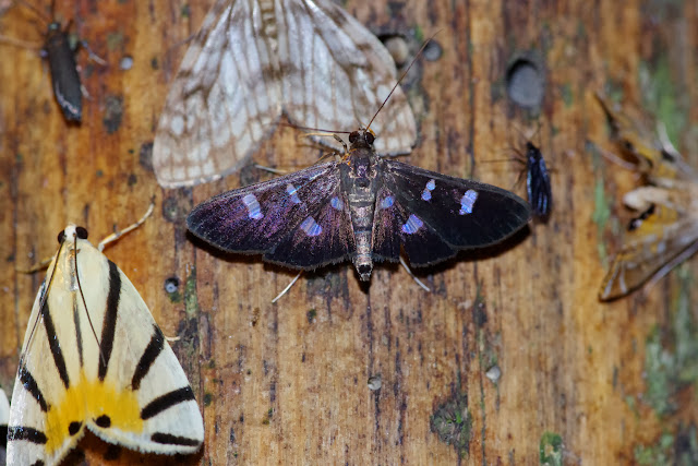 À gauche : Crambidae : Dichogama prognealis (DRUCE, 1895). Au centre : Crambidae : Desmia sp. Los Cedros, 1400 m, Montagnes de Toisan, Cordillère de La Plata (Imbabura, Équateur), 18 novembre 2013. Photo : J.-M. Gayman
