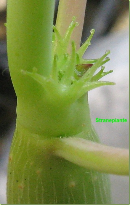 jatropha podagrica barbigli 2