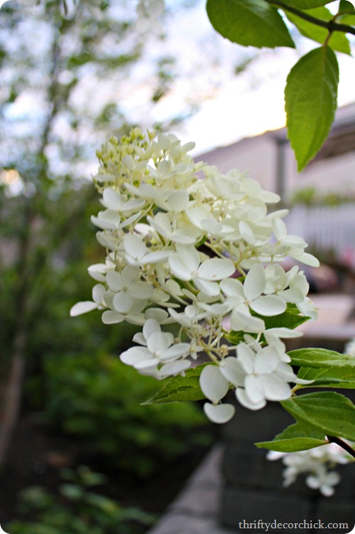 pee gee hydrangea bloom