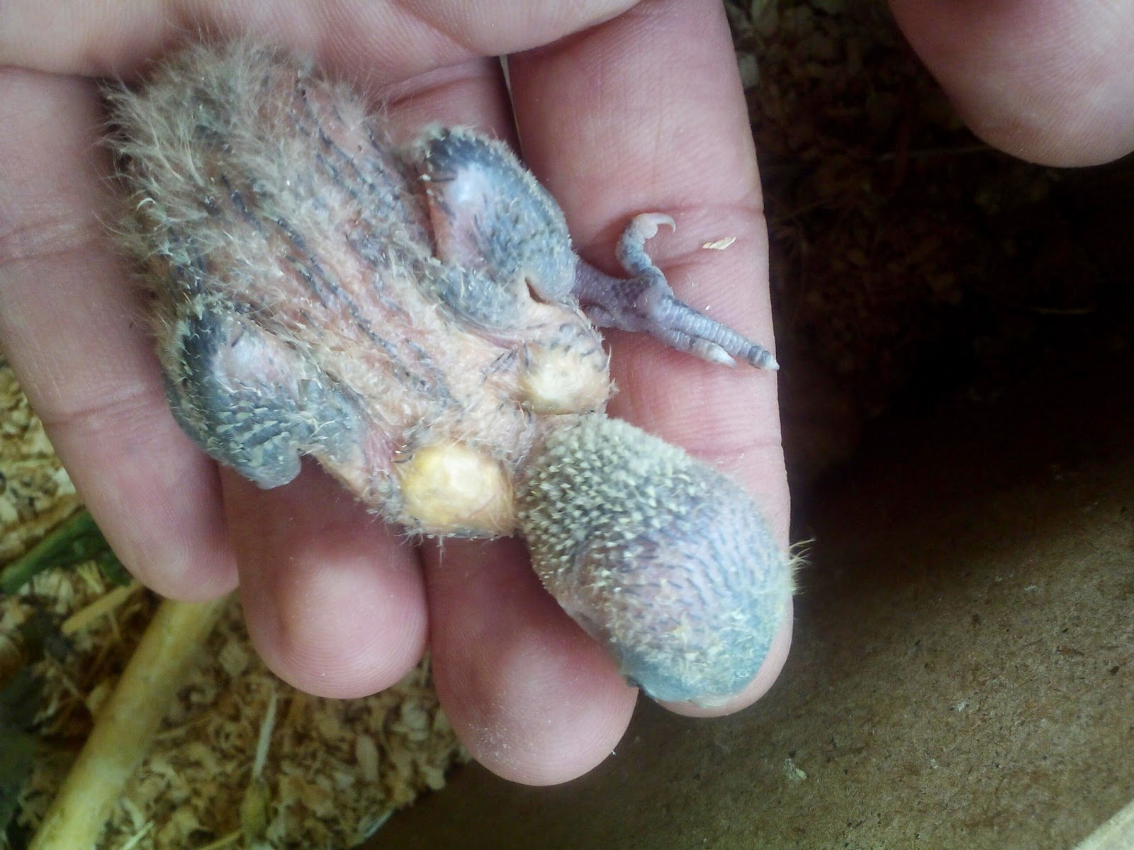 pitome papige MJEŠANCI ROZENKOLISA I FISHERA,NEŠTO POSEBNO )