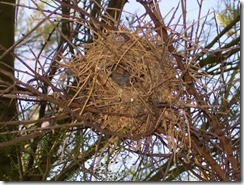 Verdin nest 5-30-2009 3-25-25 PM 1571x1187
