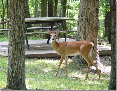 Ozarks Lake S.P MO