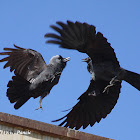 The Western Jackdaw