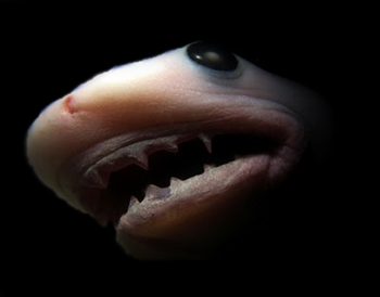 baby-shark baby-shark