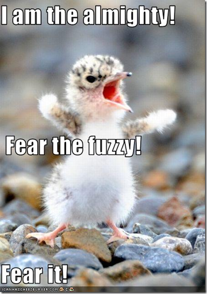 fearthefuzzy