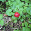 Mock Strawberry