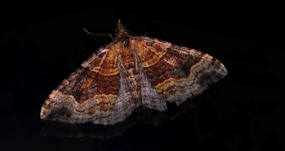 Geometridae d'Australie orientale (N.S.W.) - Geometridae : Larentiinae : Xanthorhoini : Epyaxa sodaliata WALKER, 1862. Umina Beach (NSW, Australie), 2 octobre 2011. Photo : Barbara Kedzierski