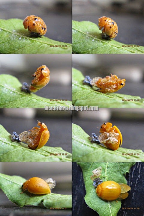 Kumbang koksi Variable ladybird (Coelophora inaequalis) menetas