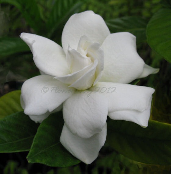 [05-13-first-gardenia%255B5%255D.jpg]