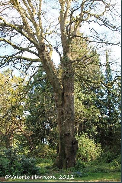 15-old-tree