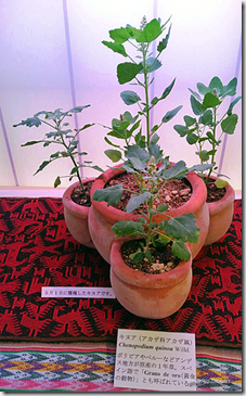 Plantas de quinua en macetas, bajo luz artificial en Tokyp, Japón-Noriko.Obata