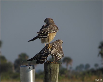 mating Red Shouldered Hawk on Prairie