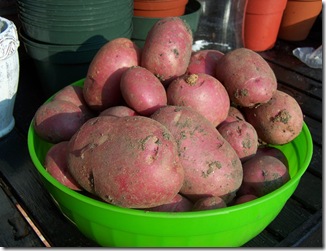 Potatoes 002