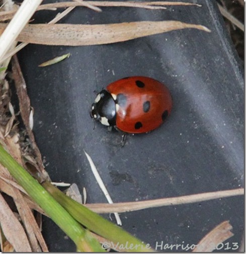 18-7-spot-ladybird