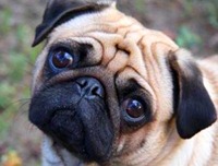 pug1