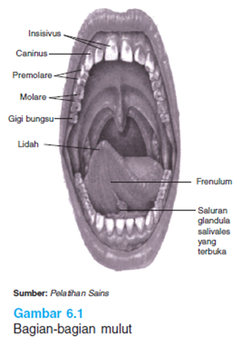 Bagian - bagian mulut
