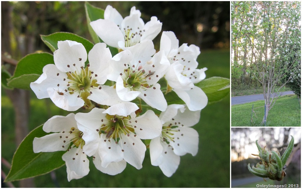 [pear-blossoms-collage%255B4%255D.jpg]