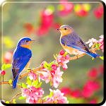 spring live wallpapers Apk