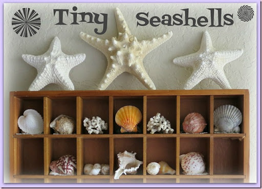 Seashell display case deals