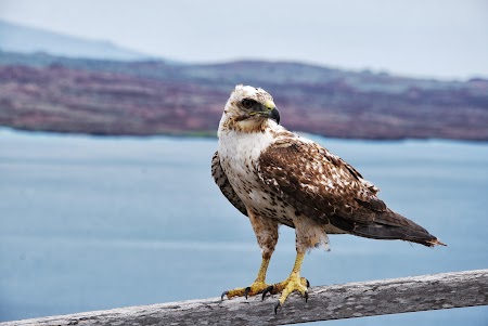 Imagini Galapagos: Vultur bartholomeo