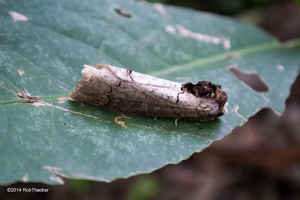Prominent moth | Project Noah