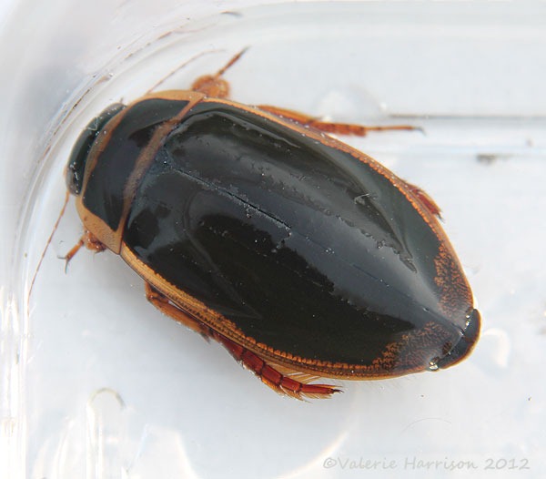 [diving-beetle-1%255B2%255D.jpg]
