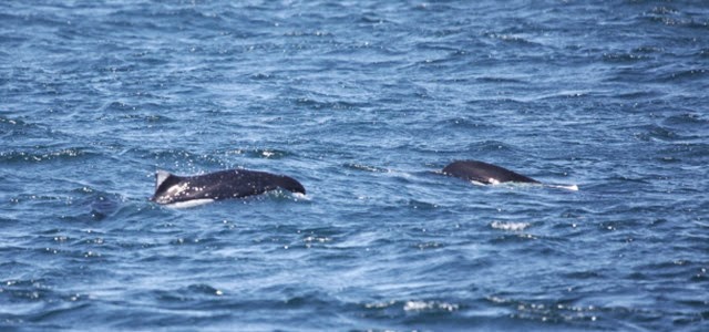 dolfijnen seasmoke