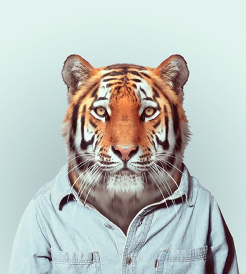 animais roupas humanas - Tigre