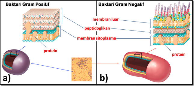 Perbedaan Bakteri Gram Positif Dan Gram Negatif - Homecare24