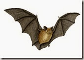 Bat_little_brown