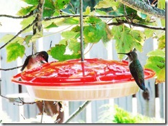 lopez hummingbird 071211 00004