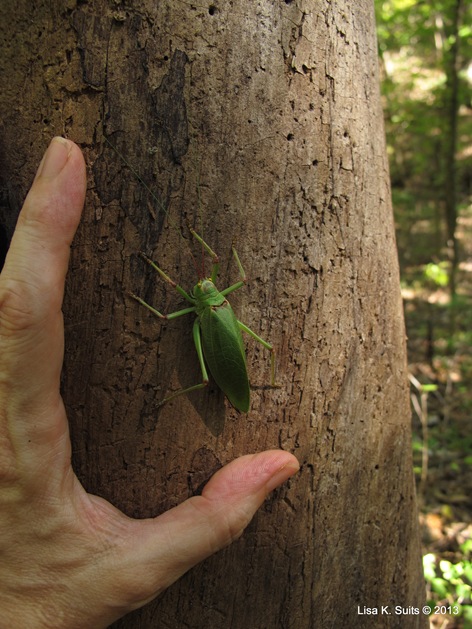 katydid with hand
