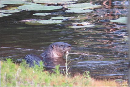 otter at Quail Run