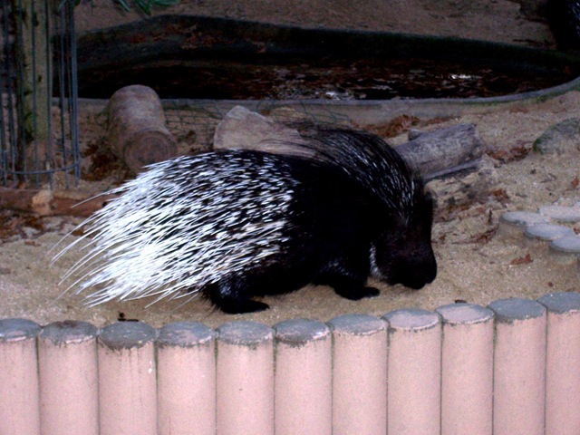 [2011.11.12005porcpic2.jpg]
