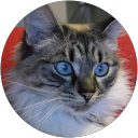 Image Google de Menou .caroline