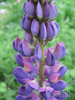 Purple Lupines